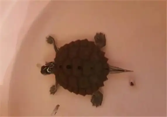 Northern melanoma map turtle identity information