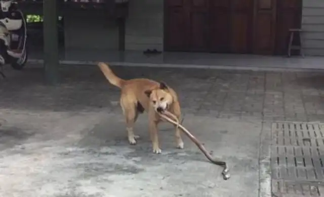 The dog has been barking in the backyard, and the master squeezed the cold sweat as he approached to see what was in his mouth