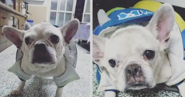 The bulldog saw the back of the suspected master, and when he found out he was wrong, he cried