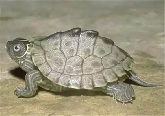Northern melanoma map turtle identity information