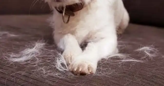 The dog at home didn't eat dog food, so the master came up with a solution..