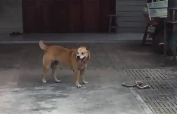 The dog has been barking in the backyard, and the master squeezed the cold sweat as he approached to see what was in his mouth