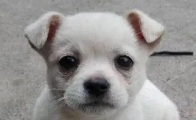 It's strange that stray dogs are lying down next to the hood every day, and it hurts when they know the truth