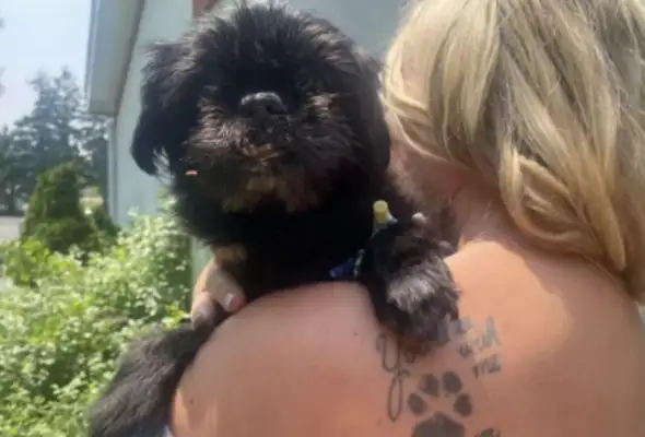 To keep a 17-year-old love dog from missing the wedding, the master decided to hold a ceremony at the pet hospital