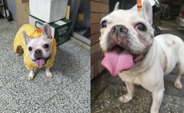 The bulldog saw the back of the suspected master, and when he found out he was wrong, he cried