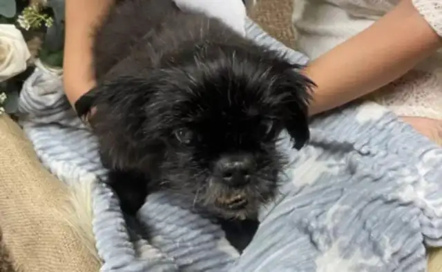 To keep a 17-year-old love dog from missing the wedding, the master decided to hold a ceremony at the pet hospital