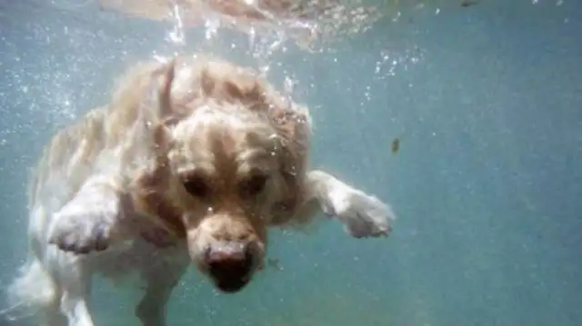 Two 17-year-old boys died trying to save the dog