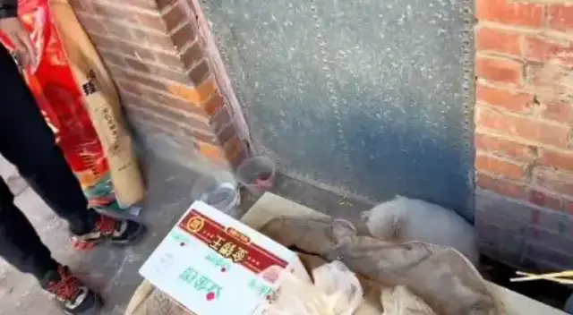 The master is gone. The dog is still at the door. He wants to wait for him