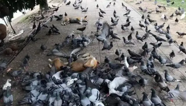 The dog was surrounded by hundreds of pigeons and thought it was beaked
