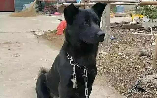 Squawk's got no key in the door, and the black dog shakes his tail and says, 