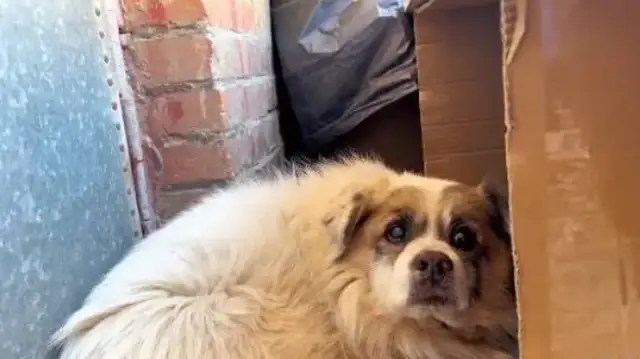 The master is gone. The dog is still at the door. He wants to wait for him
