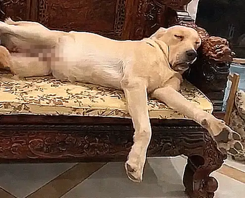 Go out and forget about the dog cage, worry about the redwood furniture being eaten, come back and see this