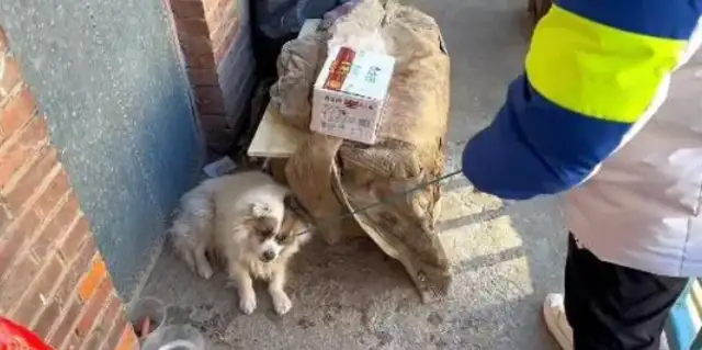 The master is gone. The dog is still at the door. He wants to wait for him