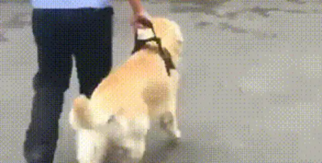He got mixed up as a police dog and stole his chicken leg