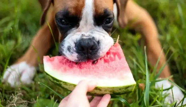 The dog at home didn't eat dog food, so the master came up with a solution..