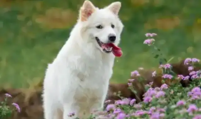 The dog who took the shower from the pet shop was hit by an accident by the shopkeeper: the owner claimed tens of thousands and the negotiations failed