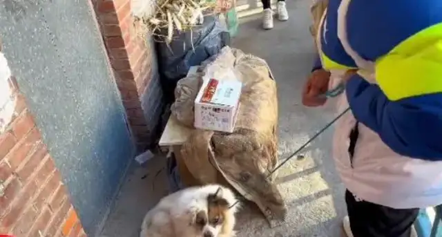The master is gone. The dog is still at the door. He wants to wait for him