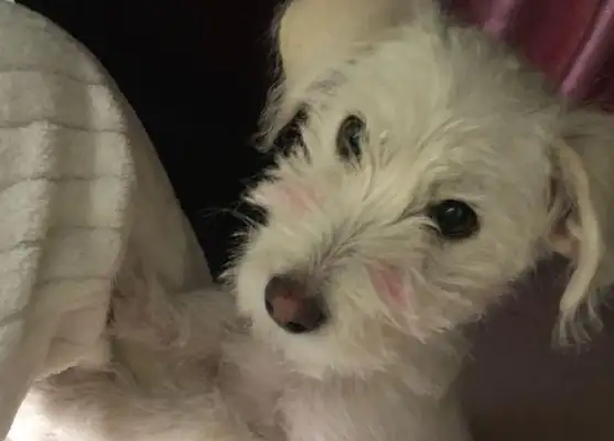 The baby dog was abandoned at the supermarket door. It was a day, and it was a pain in the ass