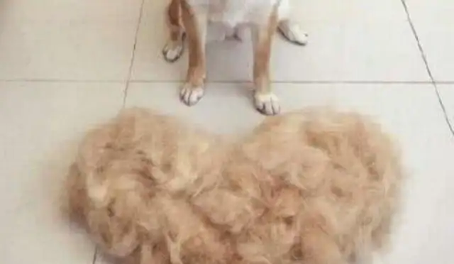 It's just a habit to brush a wooddog at home. I didn't expect to brush a dog hair. Large Clothes