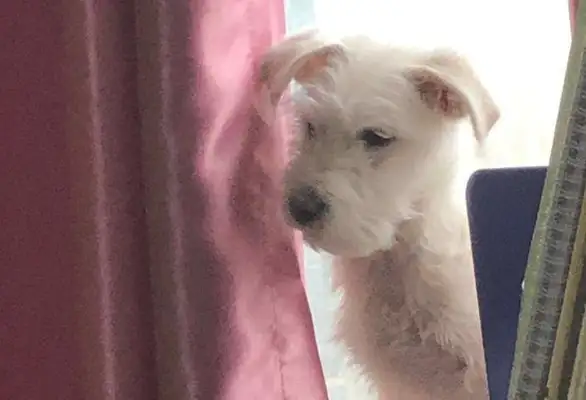 The baby dog was abandoned at the supermarket door. It was a day, and it was a pain in the ass