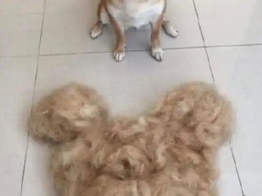 It's just a habit to brush a wooddog at home. I didn't expect to brush a dog hair. Large Clothes