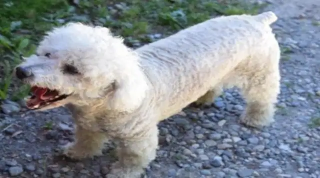 When the old man fainted, the dog told the neighbors to save him