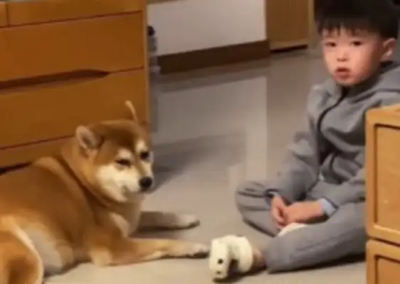 The boy heard his mother say, "Doggy's old." Turn around and move on