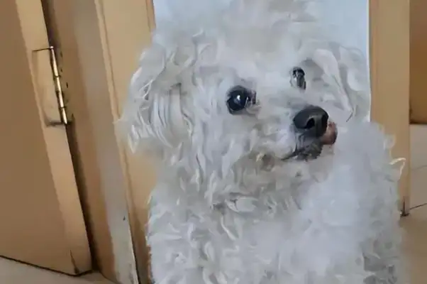The dog that was stolen five years ago appeared at the door again! Why did he go home