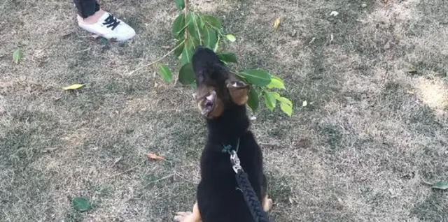 Picked up a branch on the road and Dejima thought it was a dog stick