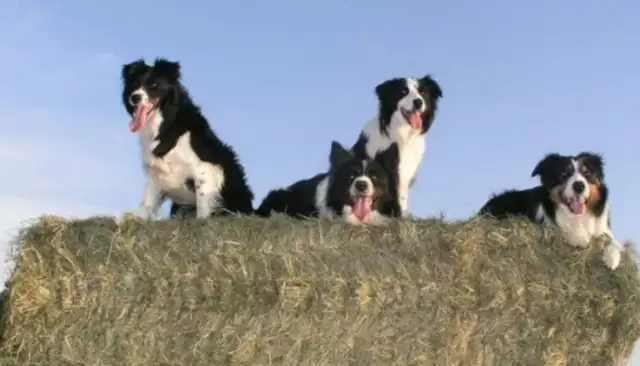 Dogs lose 29 pounds of fat in hell