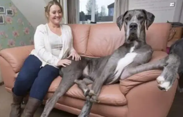 The world's largest dog is 2.3 meters tall, and the hostess has rejected the men's quest for it