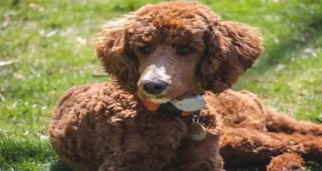 When the old man fainted, the dog told the neighbors to save him