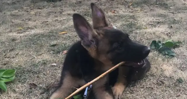 Picked up a branch on the road and Dejima thought it was a dog stick
