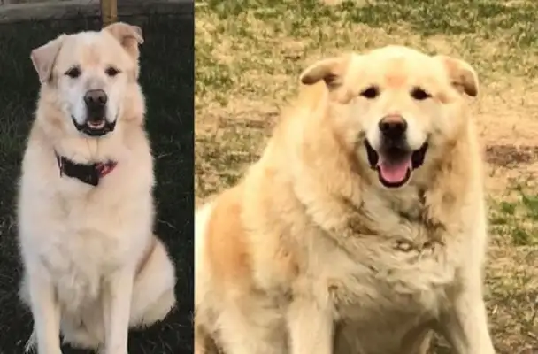 Keep the hair of gold up to 156 pounds in order to go straight to death! The new master helped him lose weight and return to handsome dogs