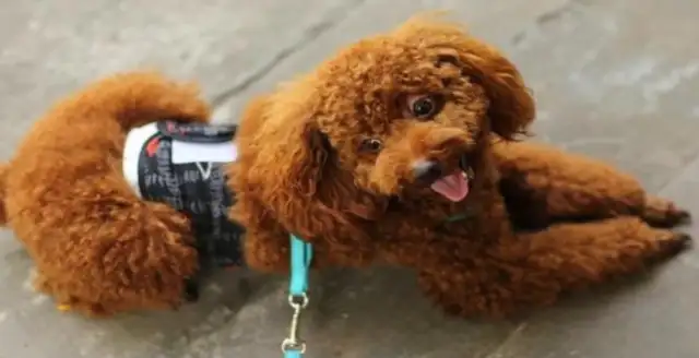 When the old man fainted, the dog told the neighbors to save him