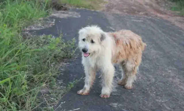 The dog's gone, the intersection is waiting for the owner for four years, and when we meet again, it doesn't go with the owner