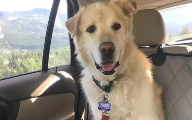 Keep the hair of gold up to 156 pounds in order to go straight to death! The new master helped him lose weight and return to handsome dogs