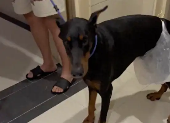 Take the dog to the parking lot to make sure he doesn't piss. Put a plastic bag on his waist