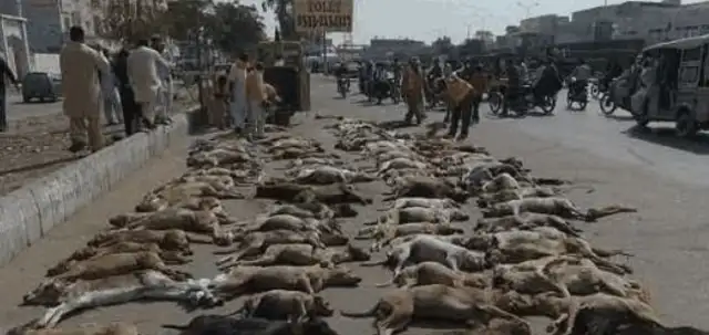 There's dogs lying on the road. They're not moving