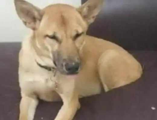 The dog's only half body, he's sweaty, he's got a stick