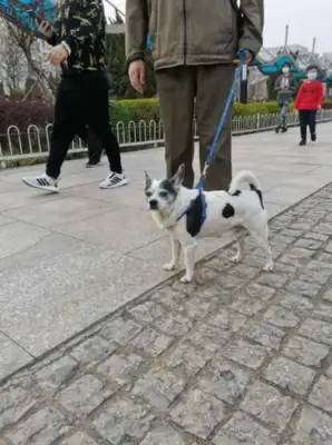 A dog who pees wherever he walks, a citizen walks the dog "contaminated" Lake Road, a pet dog who pees everywhere without a chain