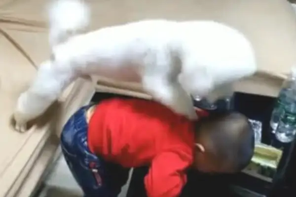 The master cooks in the kitchen, and suddenly he hears the children crying, running away to scare the dogs
