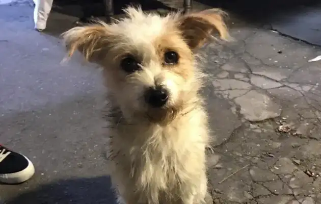 There's a problem with an orphan, and stray cats and dogs need attention
