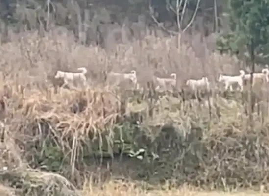 A bunch of dogs lined up on the road