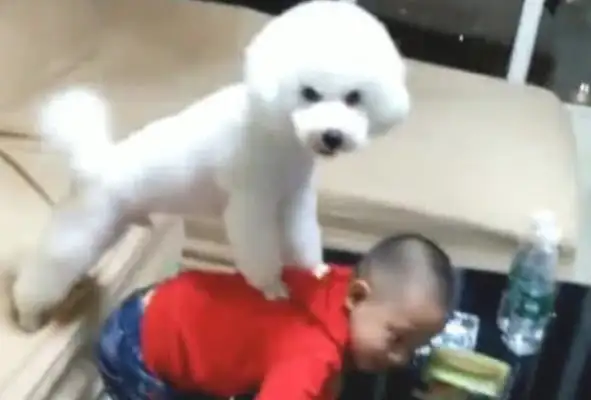 The master cooks in the kitchen, and suddenly he hears the children crying, running away to scare the dogs