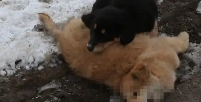 The little yellow dog was accidentally hit by a car
