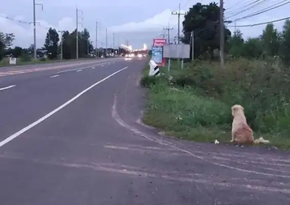 The dog's gone, the intersection is waiting for the owner for four years, and when we meet again, it doesn't go with the owner