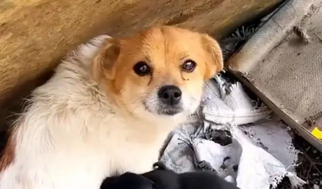 There's a problem with an orphan, and stray cats and dogs need attention