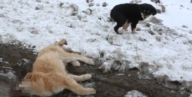 The little yellow dog was accidentally hit by a car