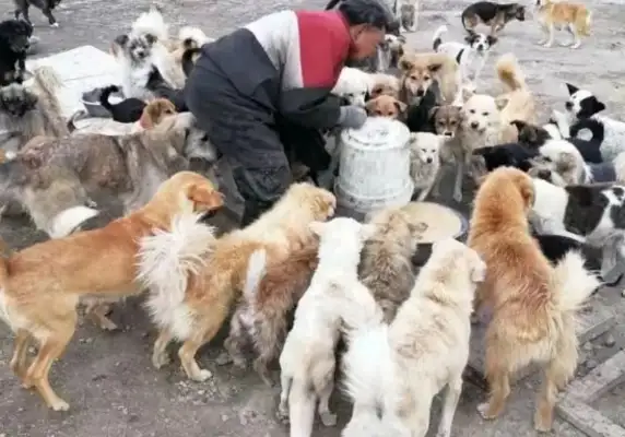 More than 4,000 stray dogs on the outskirts of Xinjiang, hungry intestines, and urgent winter calls for help